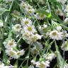 Daisy's Garden